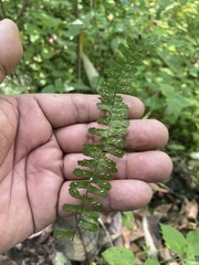 Asplenium monanthes