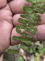 Asplenium monanthes