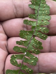 Asplenium monanthes