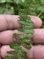 Asplenium monanthes