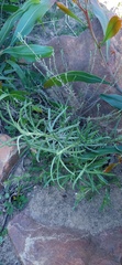 Helichrysum asperum