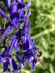 Delphinium glaucum