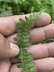 Asplenium monanthes