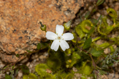 Drosera rupicola