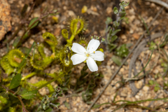 Drosera rupicola