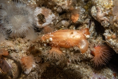 Styela montereyensis