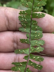 Asplenium monanthes