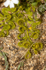 Drosera rupicola