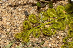 Drosera rupicola