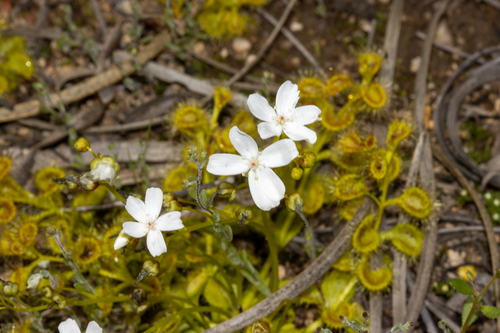 Drosera rupicola (Drosera rupicola)