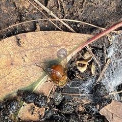Calliphora ochracea
