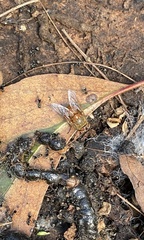 Calliphora ochracea