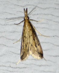 Donacaula