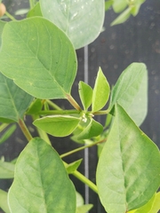 Euphorbia graminea