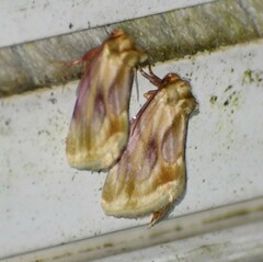 Chamaeclea basiochrea