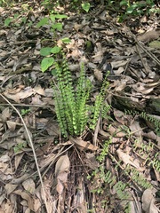 Asplenium monanthes