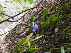Pyrrosia confluens