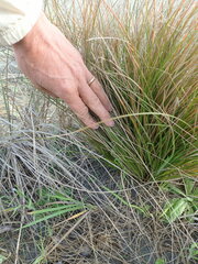 Carex testacea