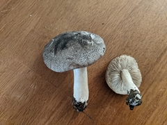 Tricholoma