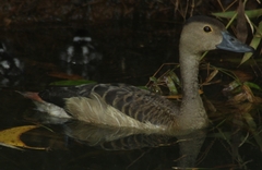 Dendrocygna javanica