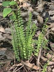 Asplenium monanthes