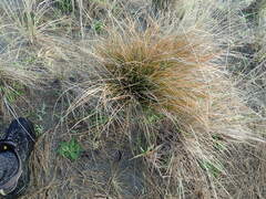 Carex testacea
