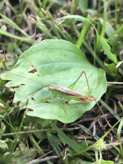 Conocephalus japonicus