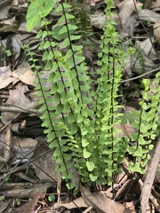 Asplenium monanthes