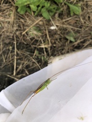 Conocephalus japonicus