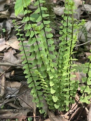 Asplenium monanthes