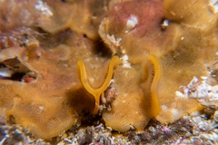 Primavelans insculpta