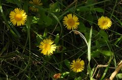 Pulicaria dysenterica