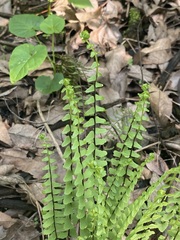 Asplenium monanthes