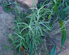 Senecio pterophorus