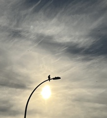 Buteo jamaicensis calurus