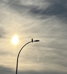 Buteo jamaicensis calurus