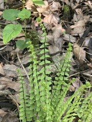 Asplenium monanthes
