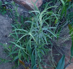 Senecio pterophorus