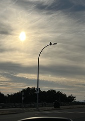 Buteo jamaicensis calurus
