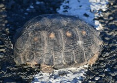 Gopherus berlandieri