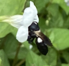 Megachile disjuncta