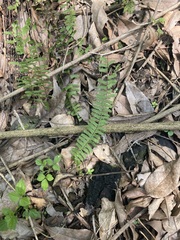 Asplenium monanthes