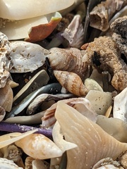 Pseudamycla dermestoidea