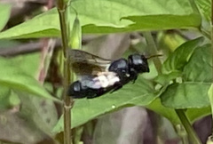 Megachile disjuncta