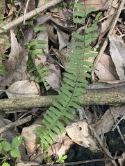 Asplenium monanthes
