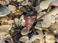 Phasianotrochus eximius