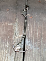 Thamnophis elegans elegans