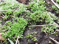 Bryum