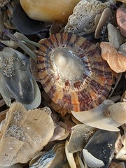 Cellana tramoserica