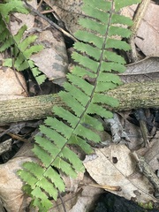 Asplenium monanthes